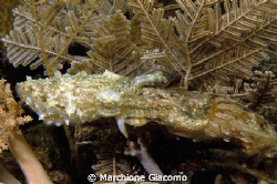 Squid lovers
Nikon D200 , 60 micro, twin strobo
Manado ... by Marchione Giacomo 